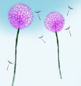 蒲公英