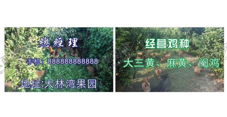 编号：45411401260306308587【酷图网】源文件下载-走地鸡鸡种名片