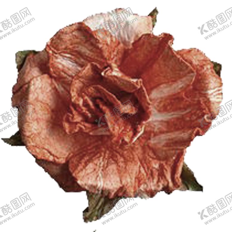 编号：94984009260314456497【酷图网】源文件下载-免抠背景干花枯花