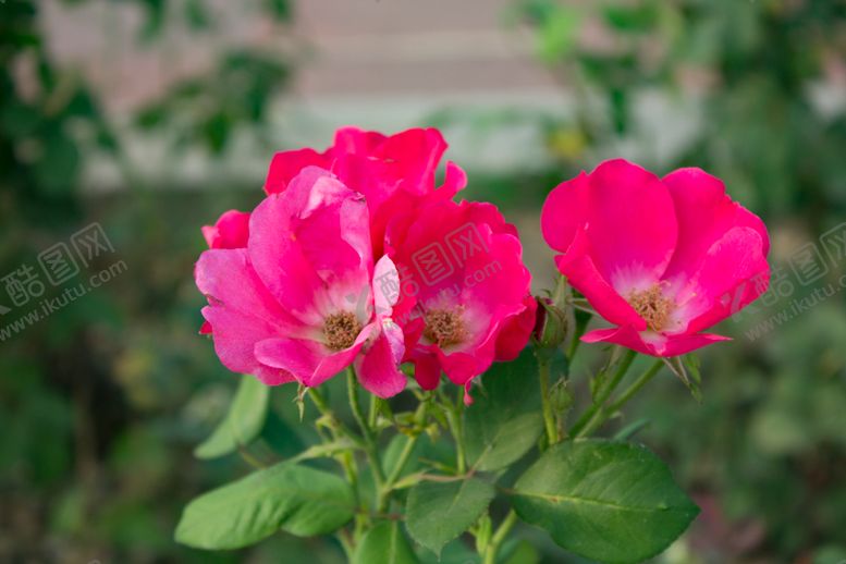 编号：84570109260039166738【酷图网】源文件下载-单瓣月季花