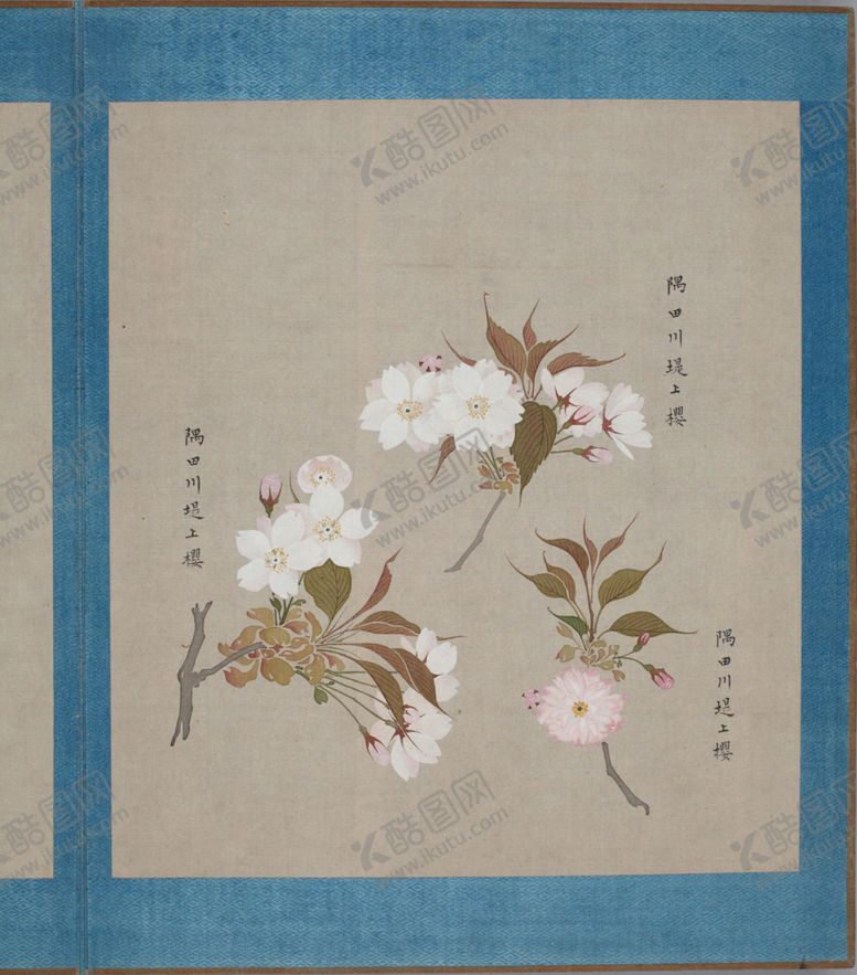 编号：98204304081649492813【酷图网】源文件下载-樱花