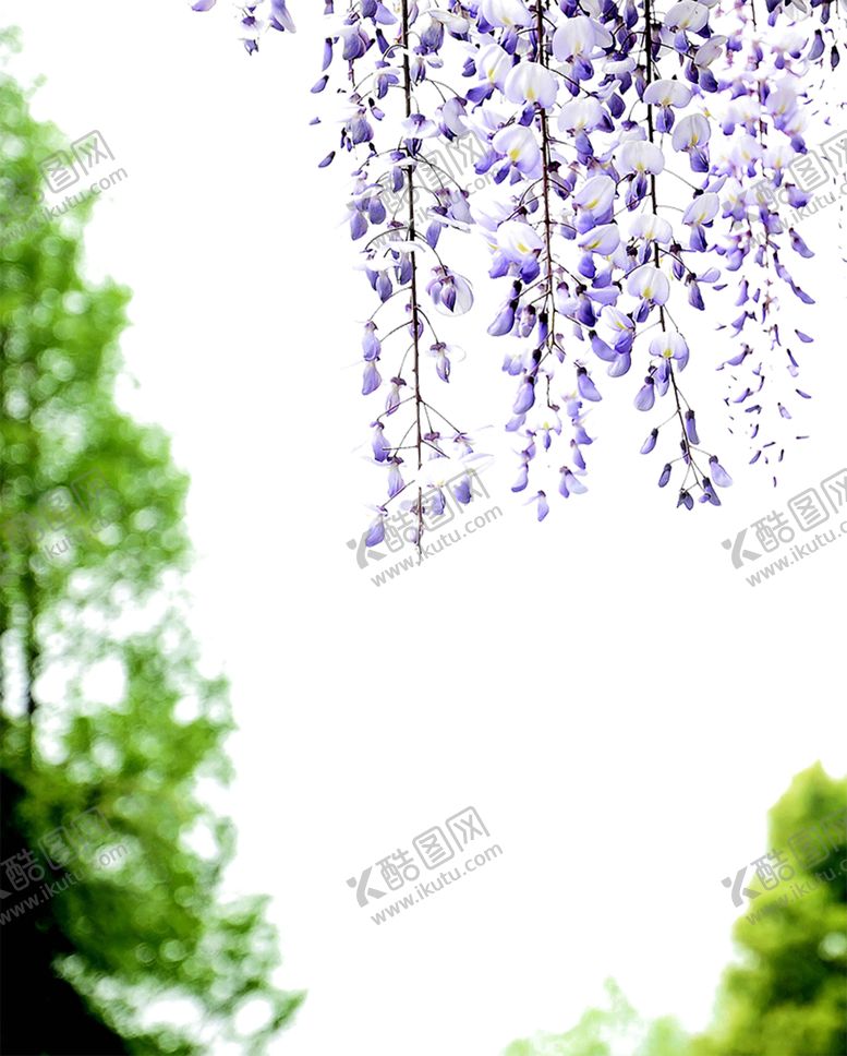 编号：73483309150739501931【酷图网】源文件下载-绿色背景