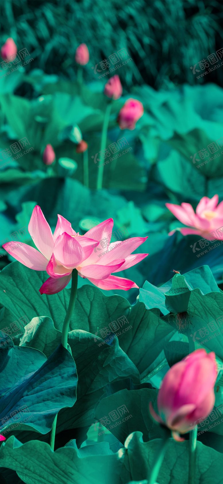 编号：31632009270616582431【酷图网】源文件下载-手机壁纸