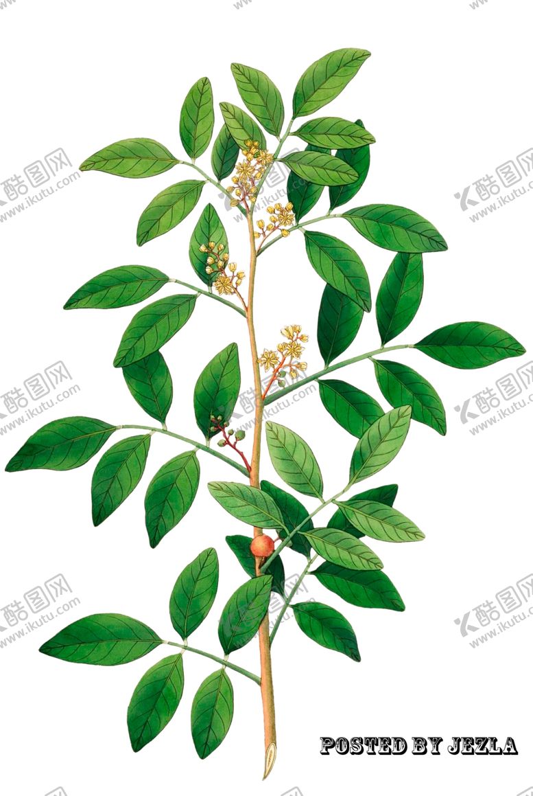 编号：81259802200648517592【酷图网】源文件下载-手绘花草植物素材