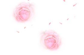 玫瑰花装饰素材
