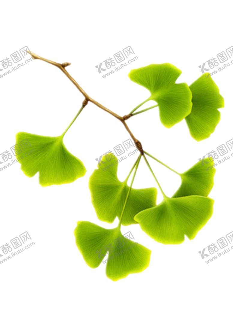 编号：15937805022339451343【酷图网】源文件下载-银杏叶