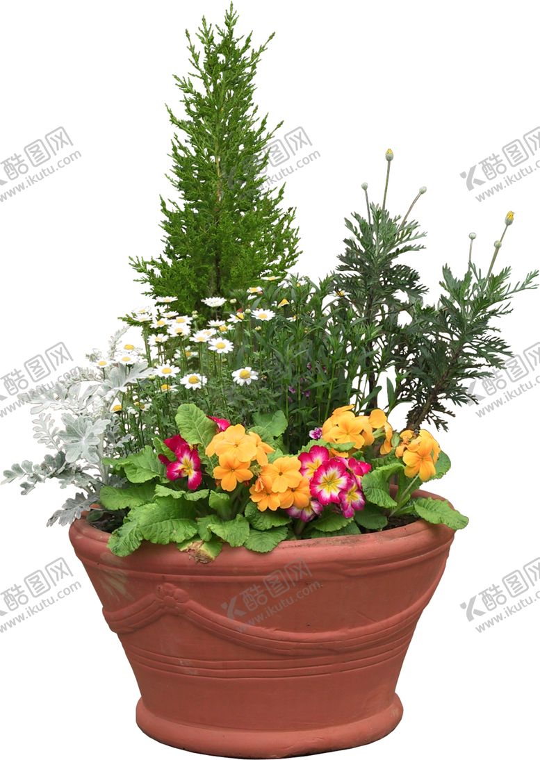 编号：75582411010053484490【酷图网】源文件下载-柏树盆栽