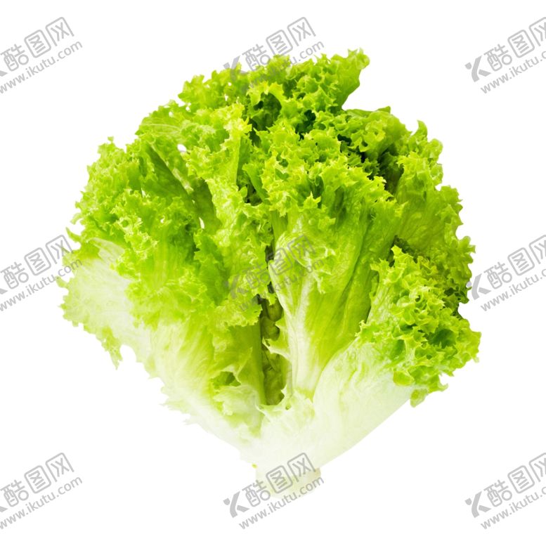 编号：82969304191924295919【酷图网】源文件下载-生菜