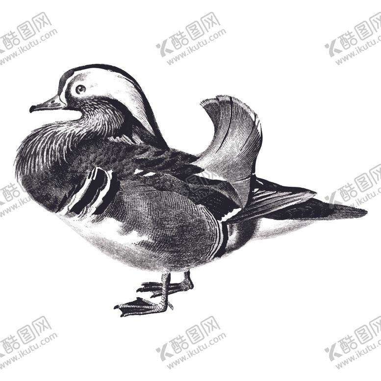 编号：84391504220612233230【酷图网】源文件下载-鸟类插画