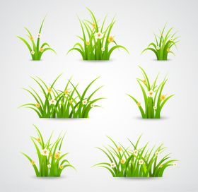 树叶 小草 花