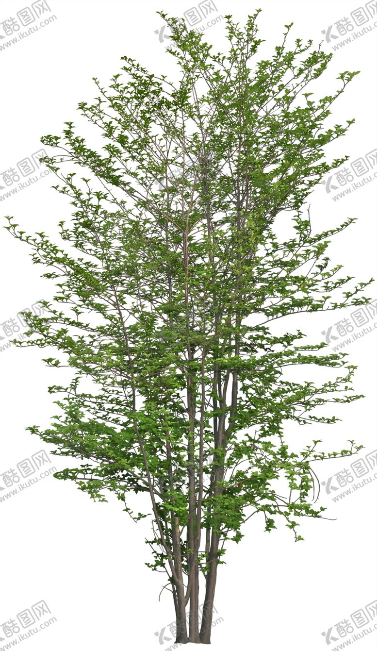 编号：59181010011605449467【酷图网】源文件下载-野茉造型树园林景观效果图