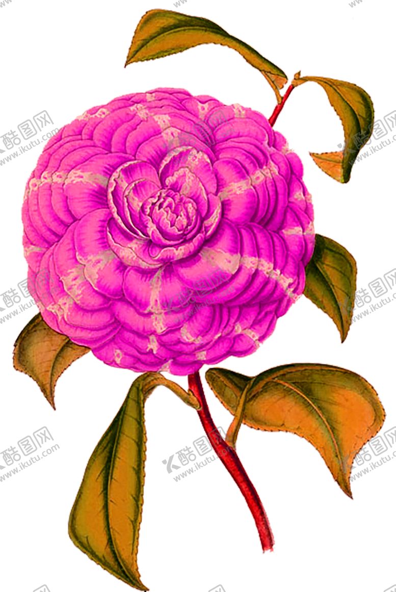 编号：68244706241139081885【酷图网】源文件下载-鲜花素材