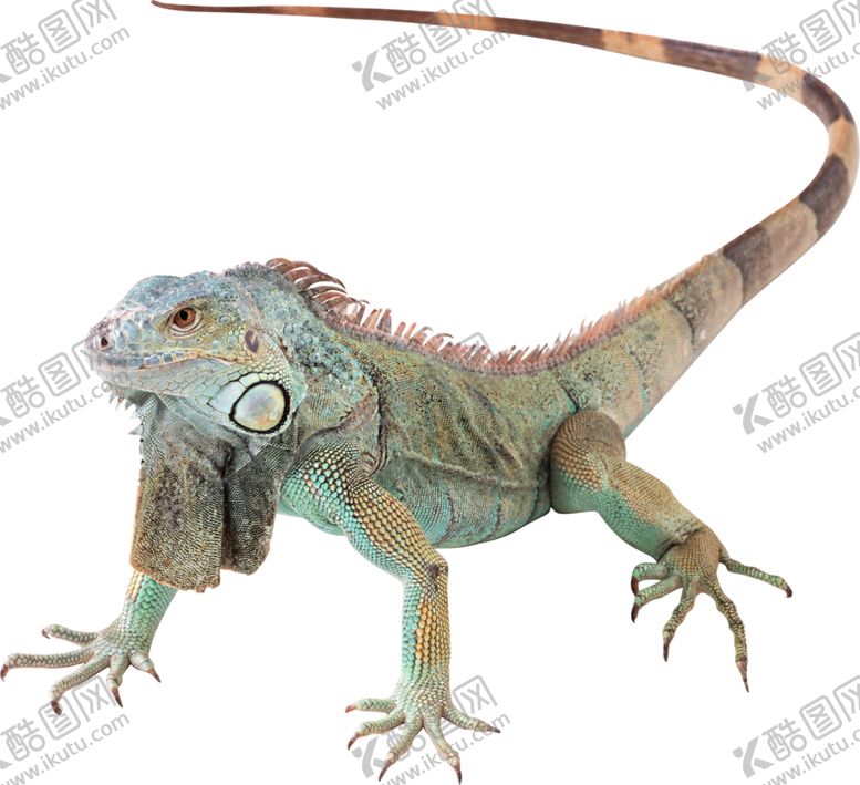 编号：57796809252205083219【酷图网】源文件下载-爬行动物图案