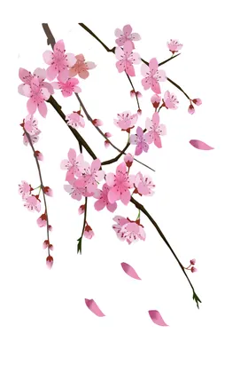 梅花桃花PNG手绘广告设计海报背景樱