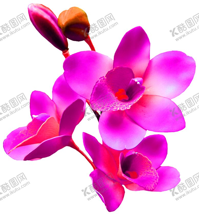 编号：45787906261215416026【酷图网】源文件下载-鲜花素材