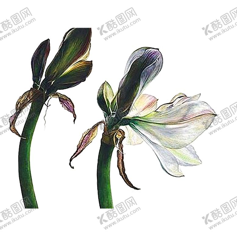 编号：84325807122023055713【酷图网】源文件下载-水花