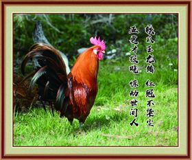 公鸡