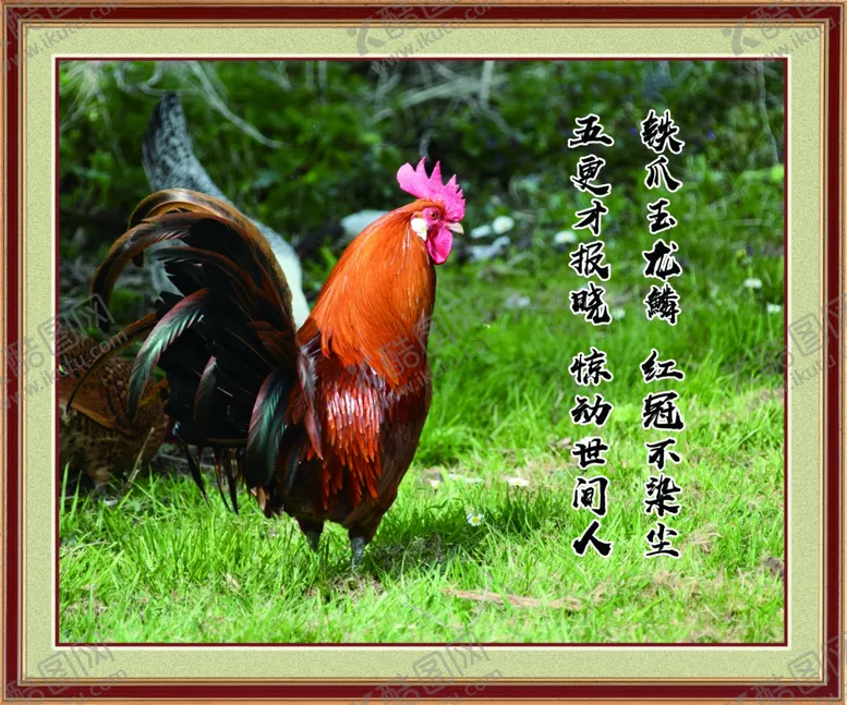 编号：11917807020521428751【酷图网】源文件下载-公鸡
