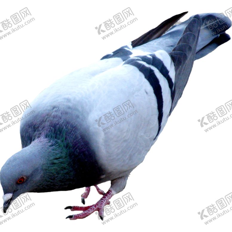编号：59353703312145208106【酷图网】源文件下载-鸽子