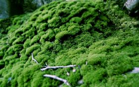 山林
