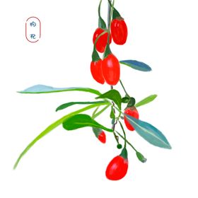 手绘枸杞