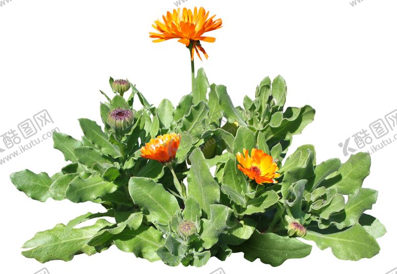 编号：92981510140452053470【酷图网】源文件下载-免扣花卉植物素材