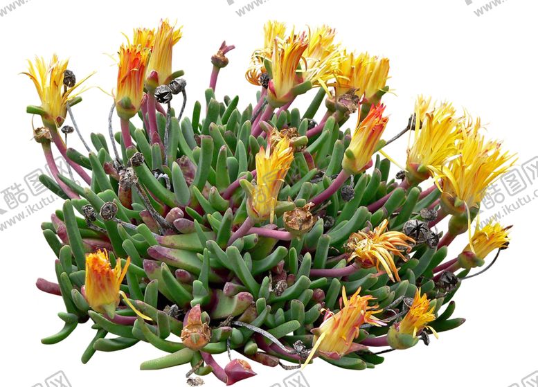 编号：38671910100111069127【酷图网】源文件下载-免扣花卉素材