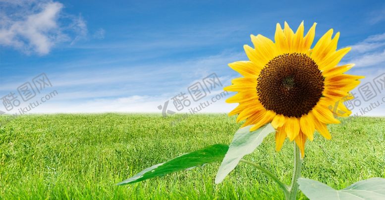 编号：41978109170641142170【酷图网】源文件下载-向日葵