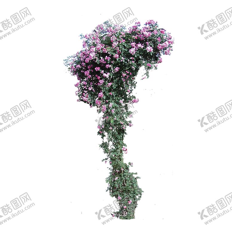 绿色装饰藤蔓竹栏杆蔷薇