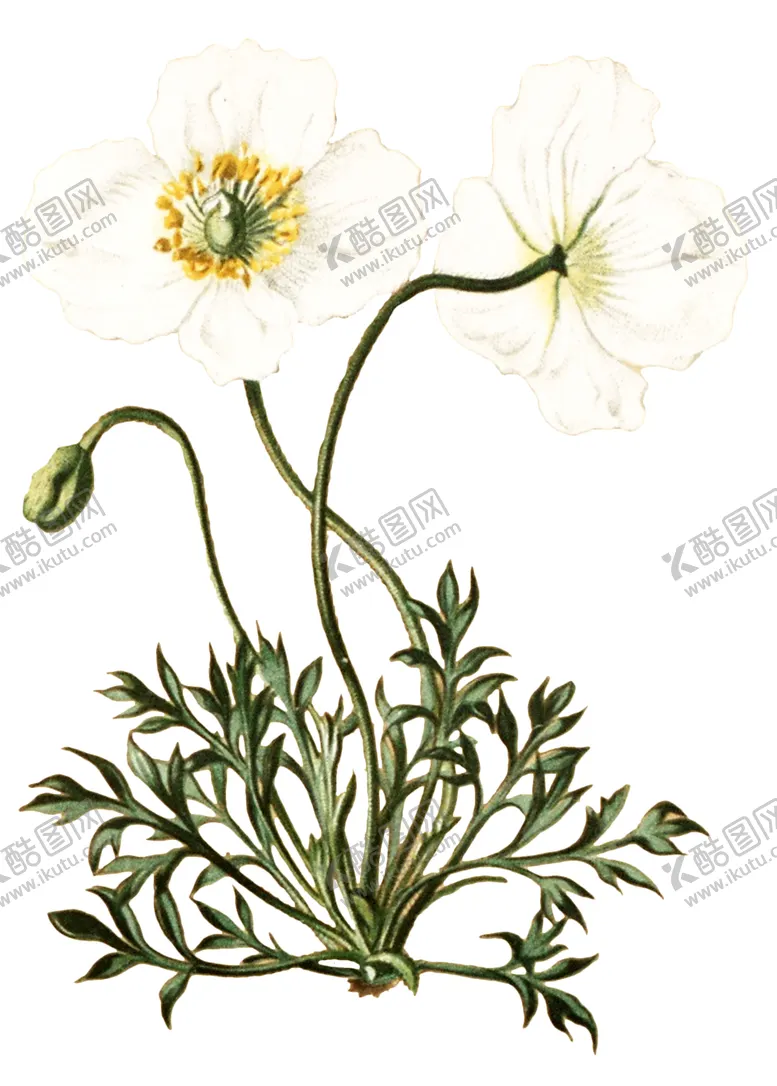 编号：37958306290740278133【酷图网】源文件下载-复古鲜花植物装饰图案