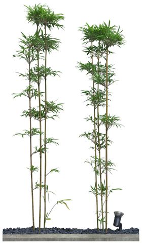 免扣植物树木素材图片