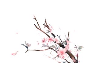 腊梅