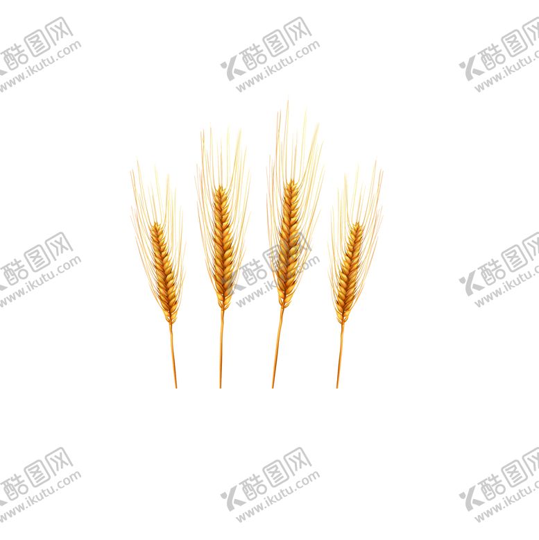 编号：23509109221235384290【酷图网】源文件下载-农作物手绘卡通装饰金色小麦图案