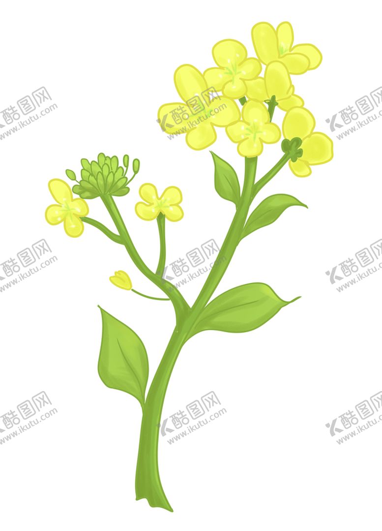 编号：73012910090510403560【酷图网】源文件下载-手绘油菜花