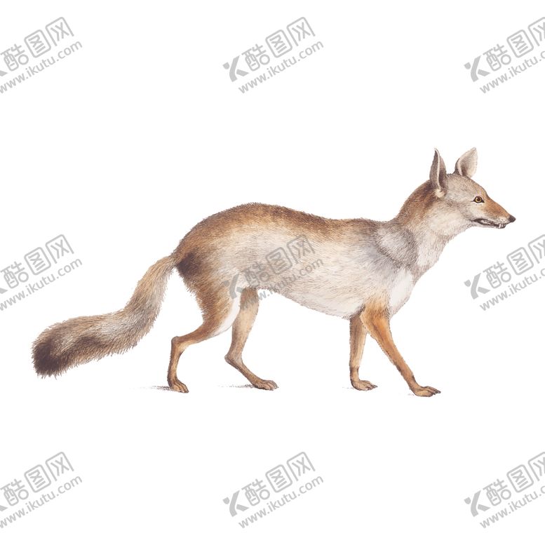 编号：78017307091151501803【酷图网】源文件下载-野生动物插图