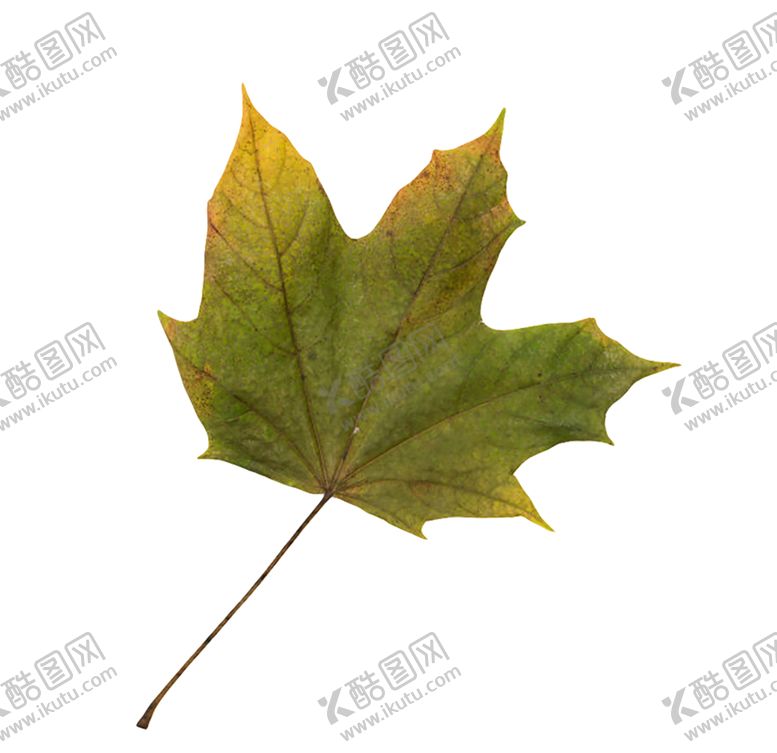 编号：27628010130707263273【酷图网】源文件下载-绿色植物