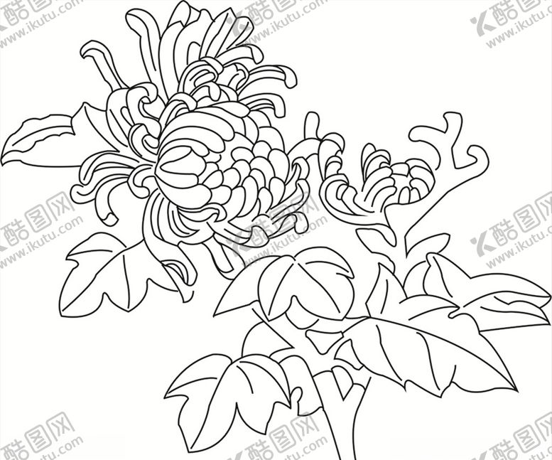 编号：20642909270007295363【酷图网】源文件下载-菊花