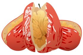 红枣夹核桃美食活动宣传海报素材