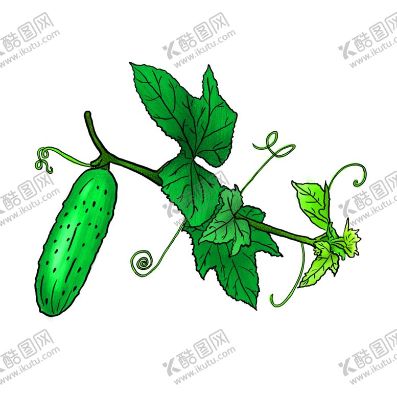 编号：10907903140018527543【酷图网】源文件下载-藤上的新鲜黄瓜插画