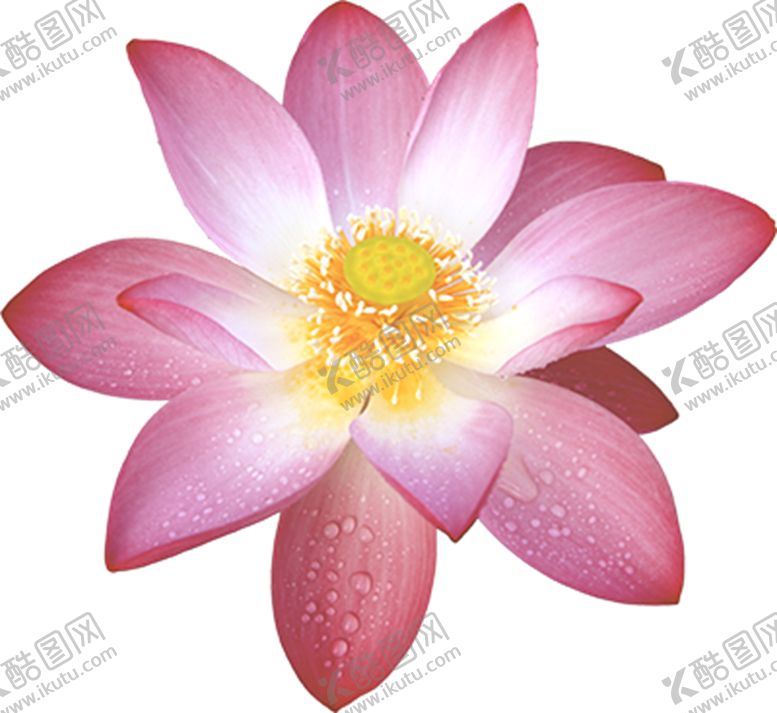 编号：51565409190003326778【酷图网】源文件下载-莲花