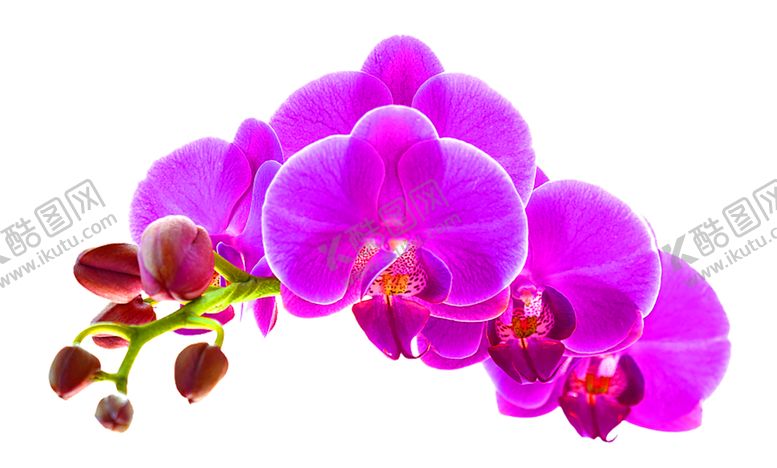 编号：98056605160126142663【酷图网】源文件下载-鲜花装饰