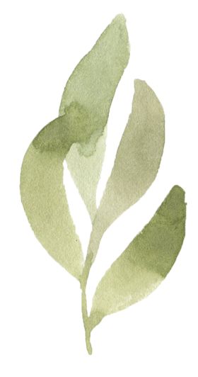 手绘植物花卉