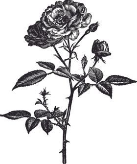 线描植物
