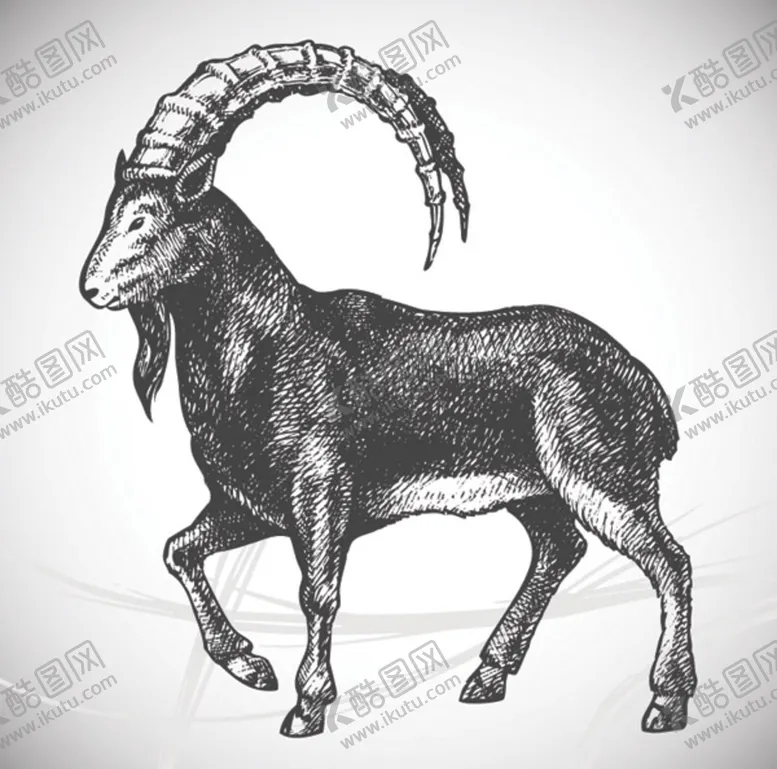 编号：31840909291422323460【酷图网】源文件下载-山羊