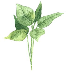 绿色家庭植物