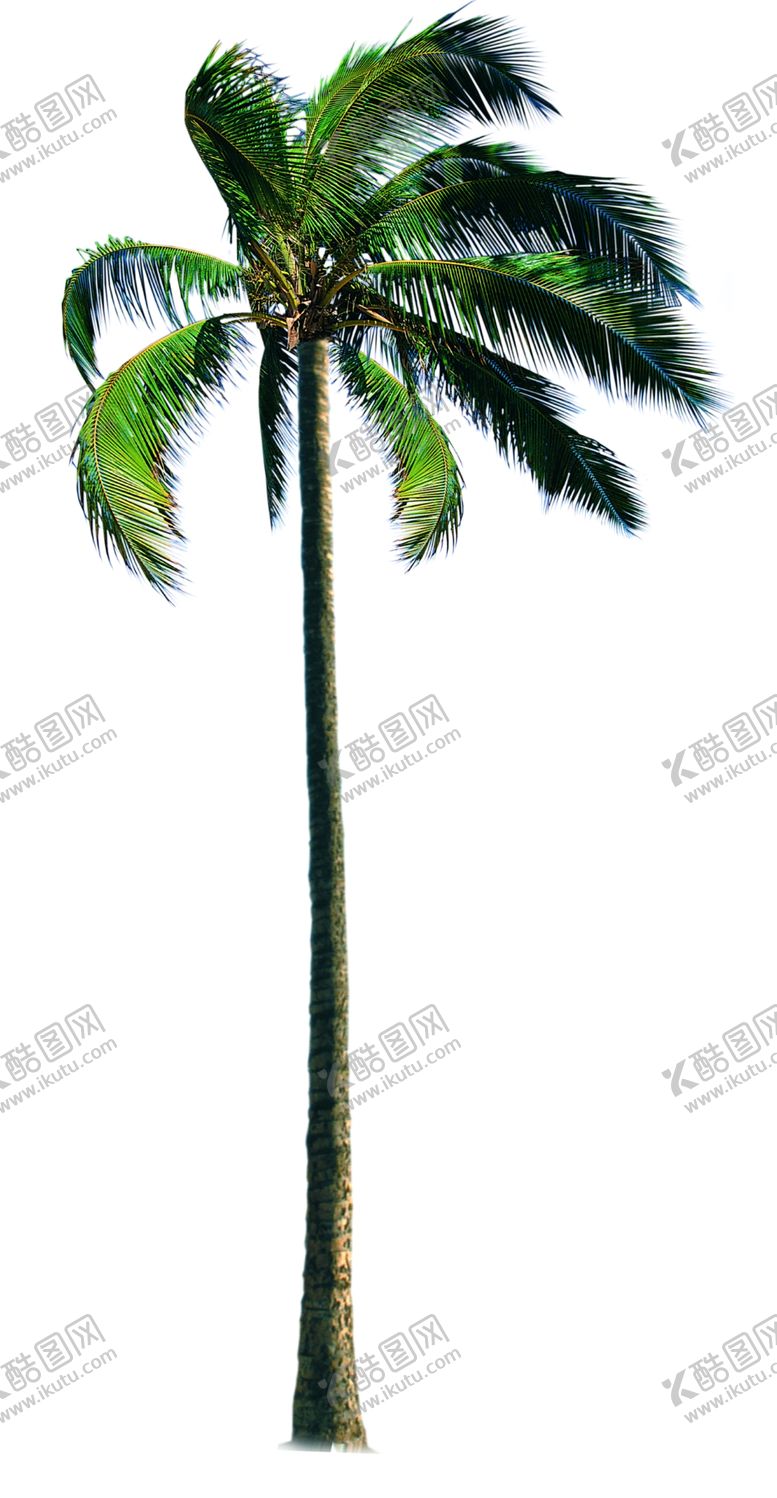 编号：97047810030819105522【酷图网】源文件下载-椰树PSD