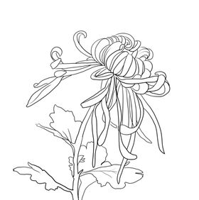 菊花