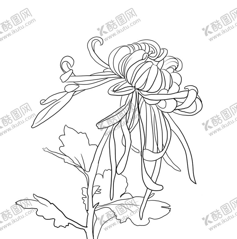 编号：58731606162014148146【酷图网】源文件下载-菊花