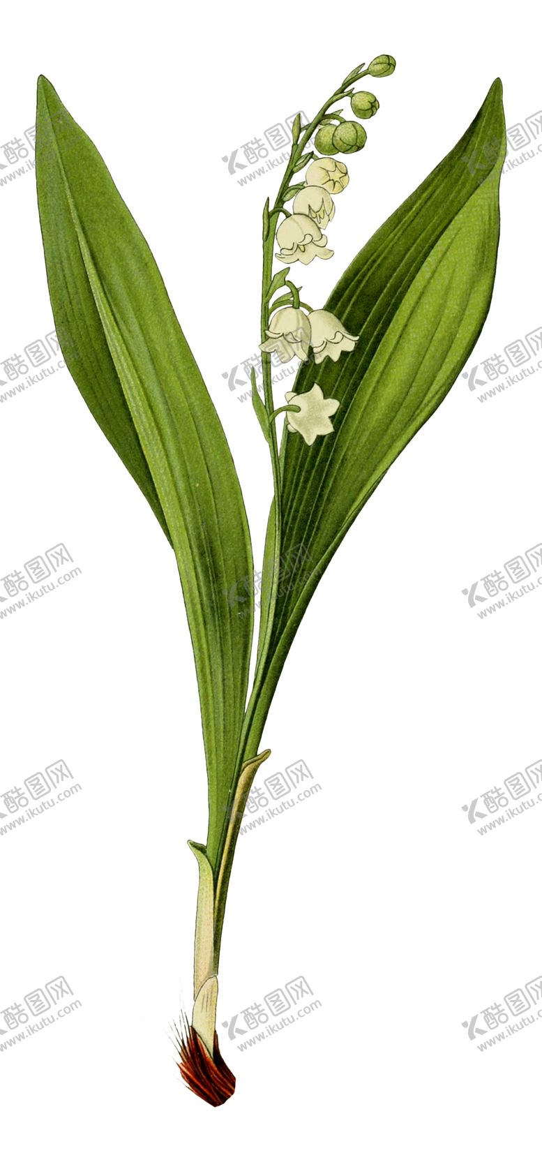 编号：86560507052243276665【酷图网】源文件下载-复古鲜花主题装饰图案