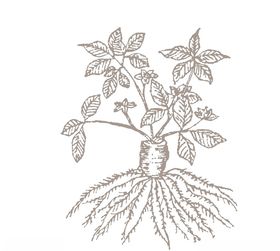 中药材